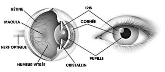 Coupe transversale d’un œil pour comprendre le rôle du nerf optique Schéma d’un œil : nerf optique, rétine, macula et humeur vitrée à l’arrière. Pupille, iris et cornée à l’avant.