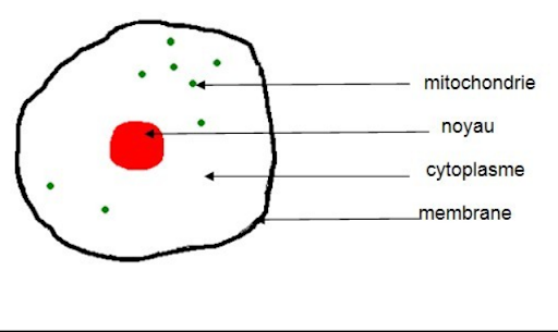 Schéma d'une cellule humaine Schéma d'une cellule : Au centre, le noyau, autour, les mitochondries qui se situe dans le cytoplasme. Le contour s'appelle la membrane.