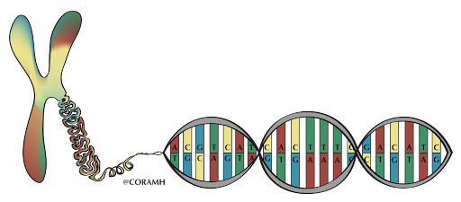 Schéma d’un chromosome décomposé en séquences d’ADN